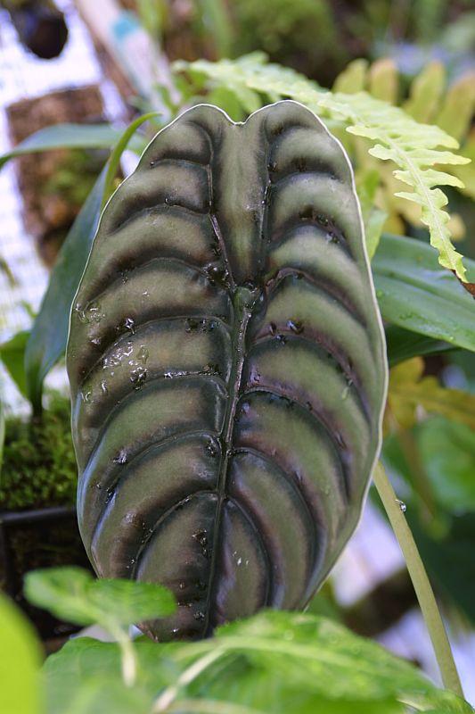 Alocasia cuprea