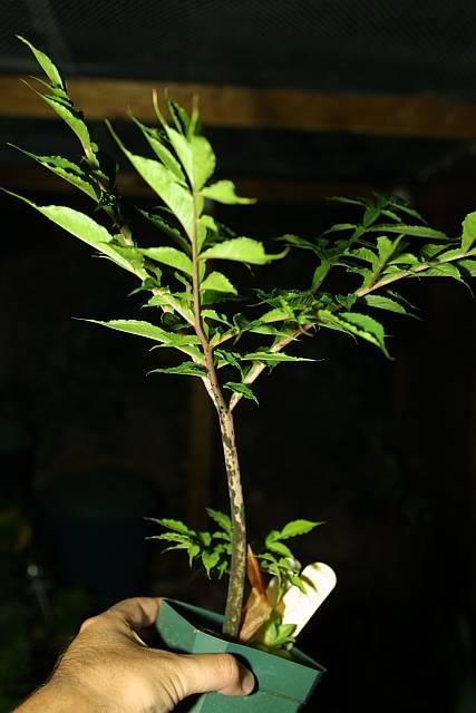 Amorphophallus konjac H.AM.248