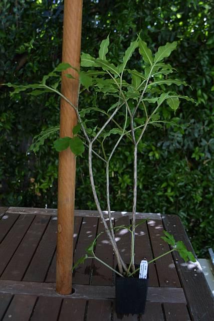 Amorphophallus tenuispadix