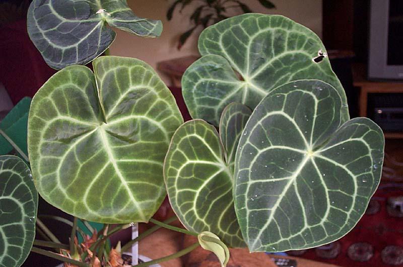 Anthurium clarinervum