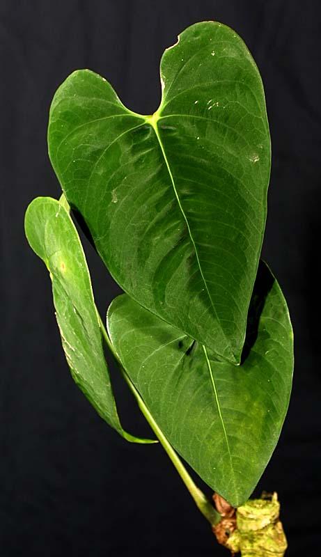 Anthurium tysonii