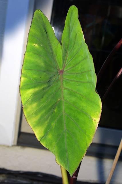 Colocasia esculenta Blue Hawaii PPAF