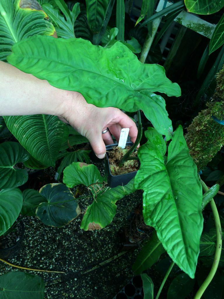 Syngonium steyermarkii
