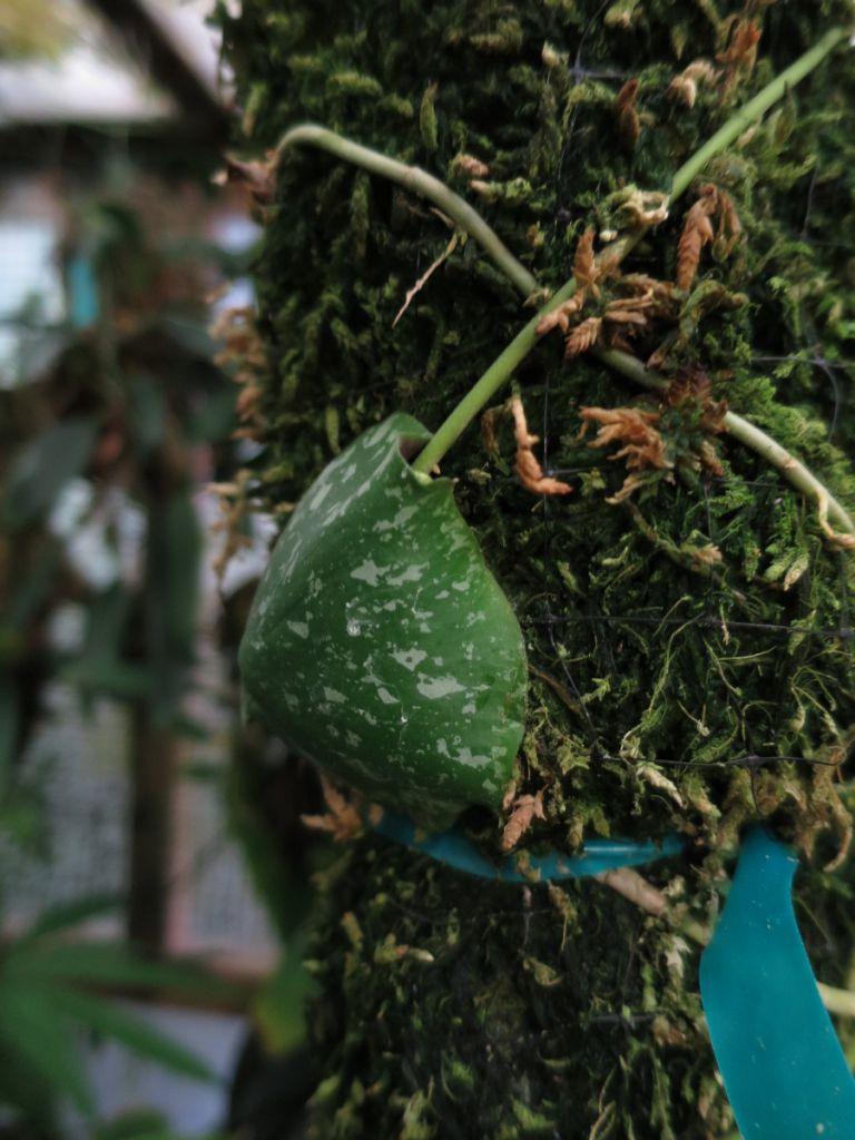 Hoya imbricata