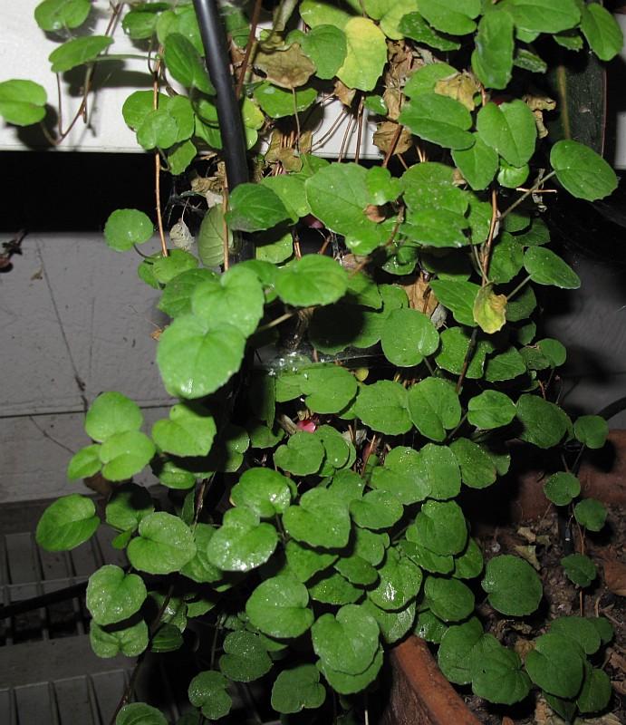 Fuchsia procumbens