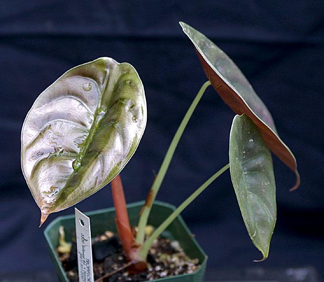 Alocasia cuprea