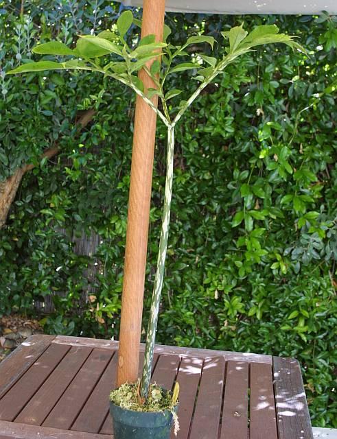 Amorphophallus yunnanensis