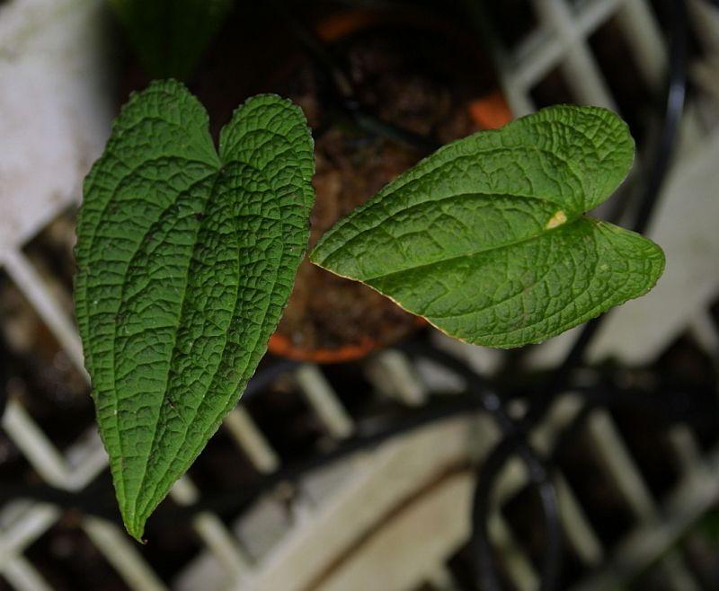 Anthurium clidemioides