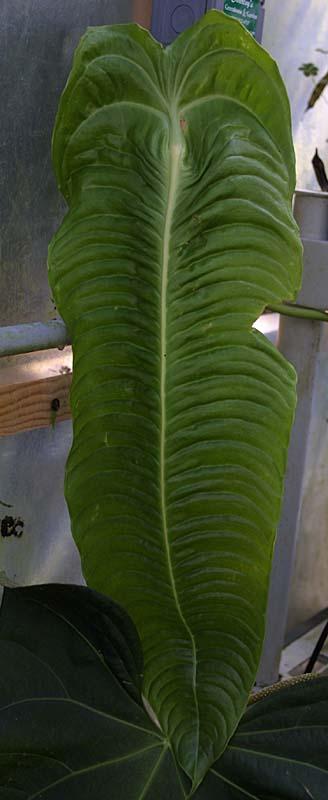 Anthurium veitchii