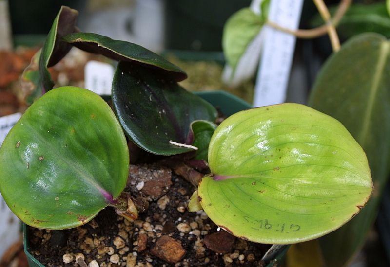 Geogenanthus ciliatus