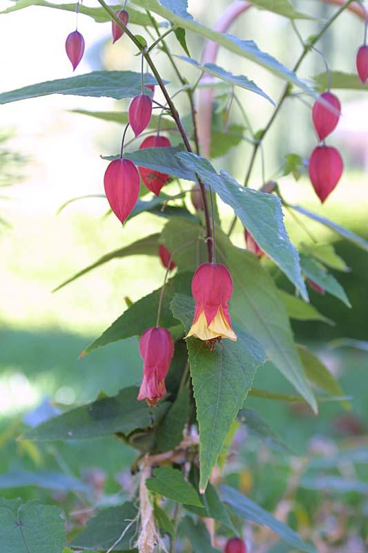 Abutilon megapotamicum