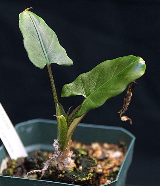 Alocasia lauterbachiana