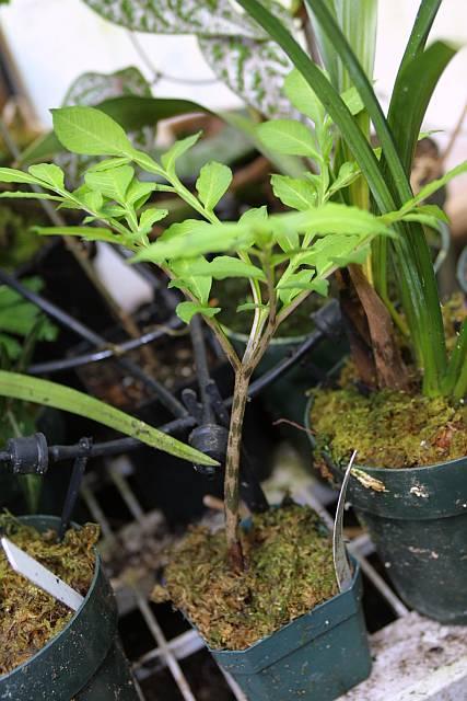 Amorphophallus konjac