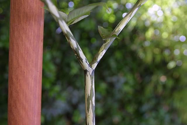 Amorphophallus yunnanensis
