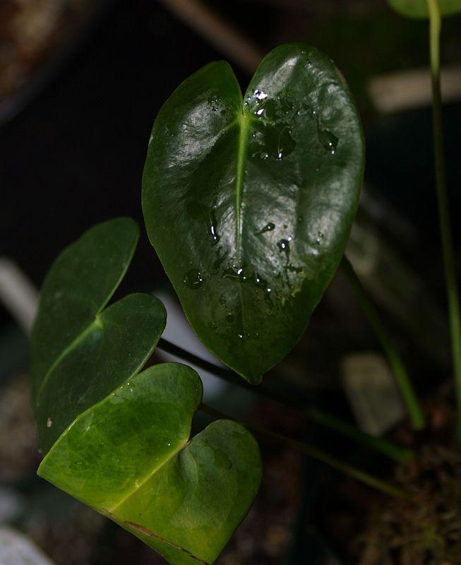 Anthurium corallinum