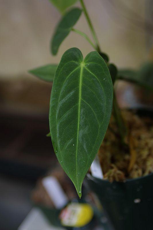 Anthurium marmoratum clone 8