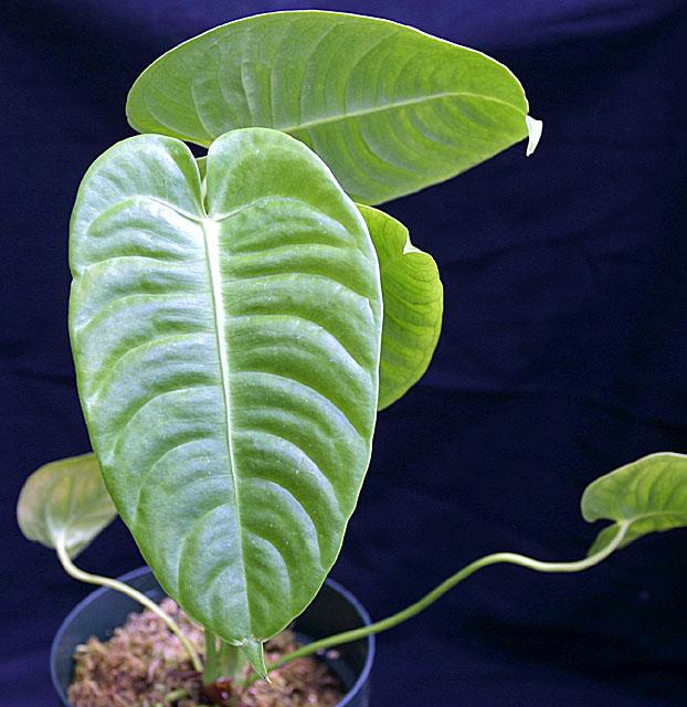 Anthurium veitchii