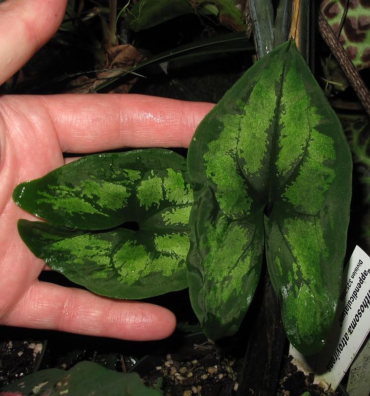 Ulearum donburnsii
