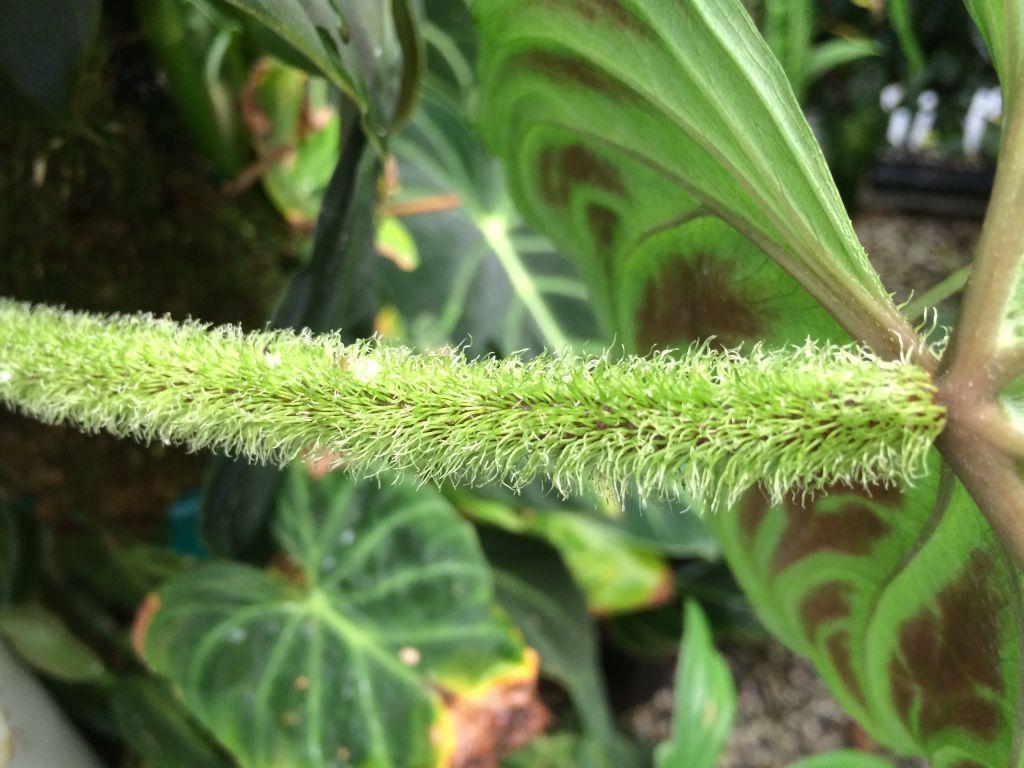 Philodendron verrucosum