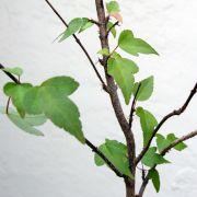 Acer burgerianum