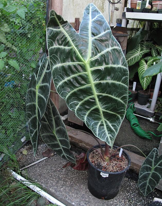 Alocasia longiloba Watsoniana