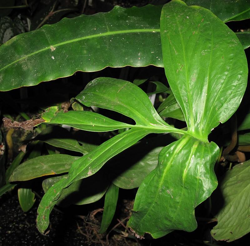 Amydrium zippelianum