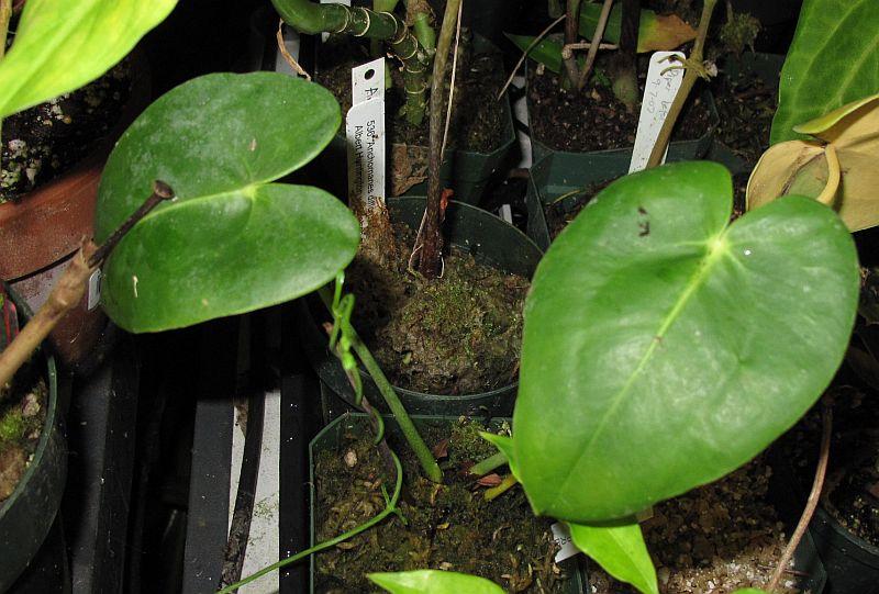 Anthurium corallinum