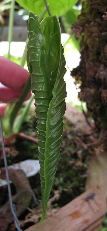 Anthurium veitchii