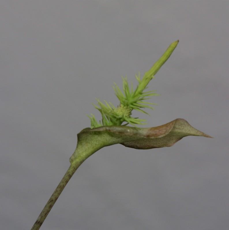 Ulearum donburnsii
