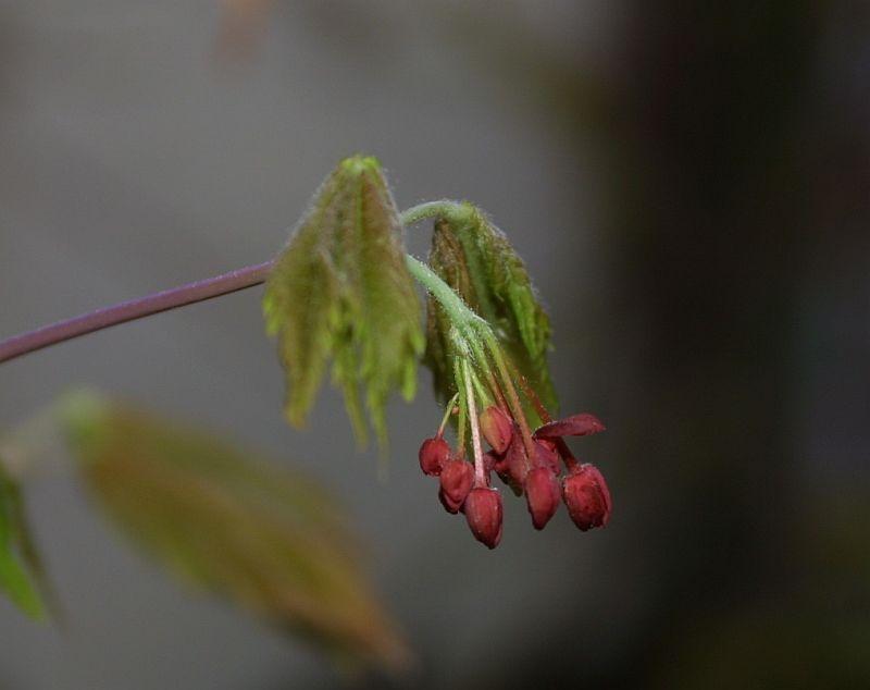 Acer japonicum vitifolium