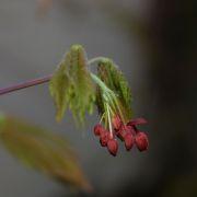 Acer japonicum vitifolium