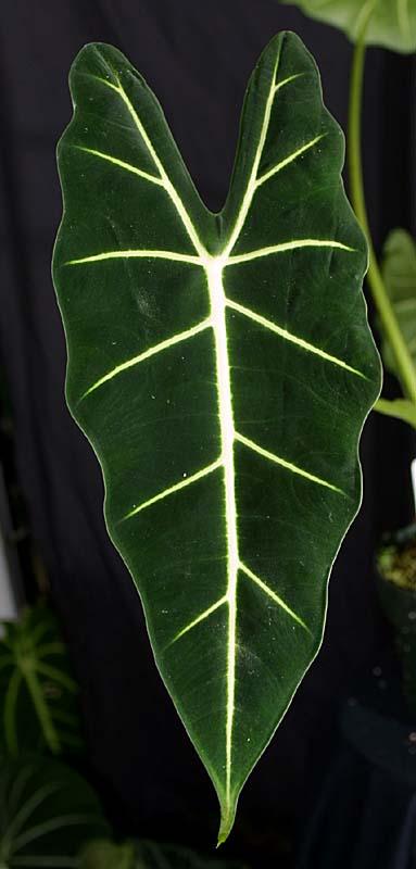 Alocasia micholitziana Green velvet