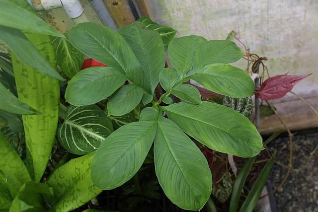Amorphophallus koratensis