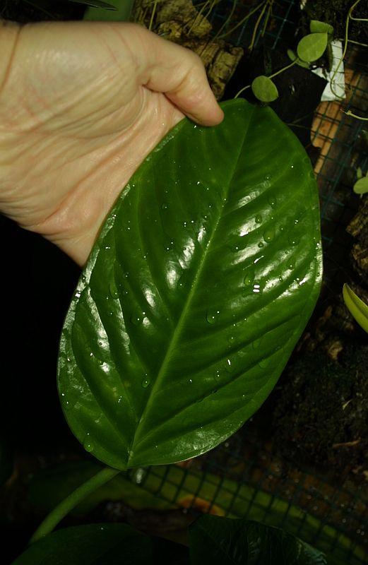 Anthurium michellii