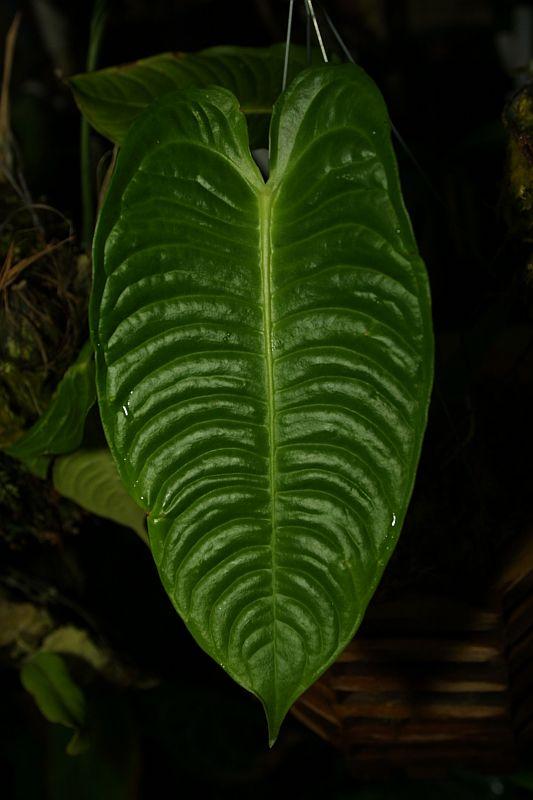 Anthurium veitchii