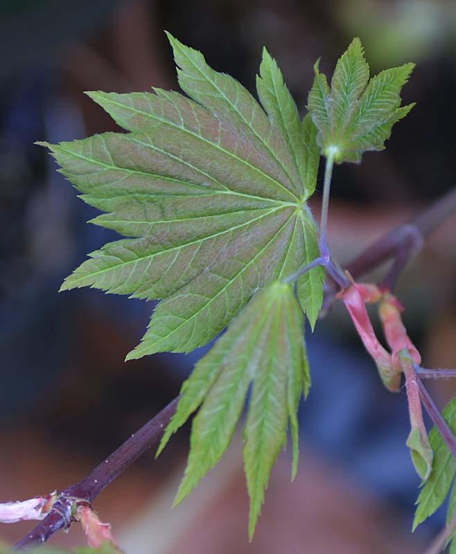 Acer japonicum vitifolium