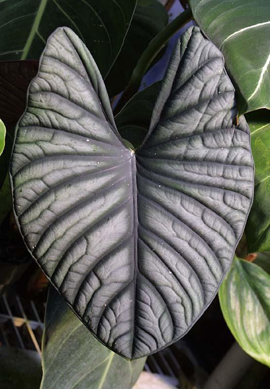 Alocasia nebula