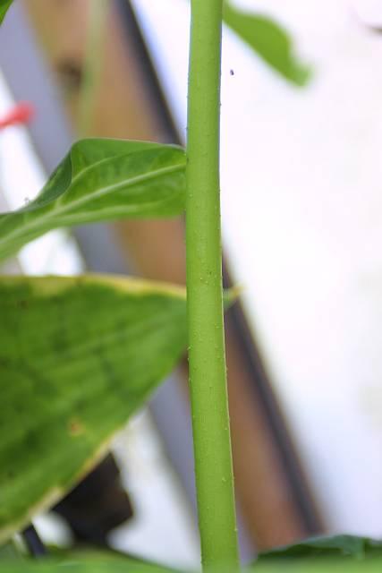 Amorphophallus koratensis