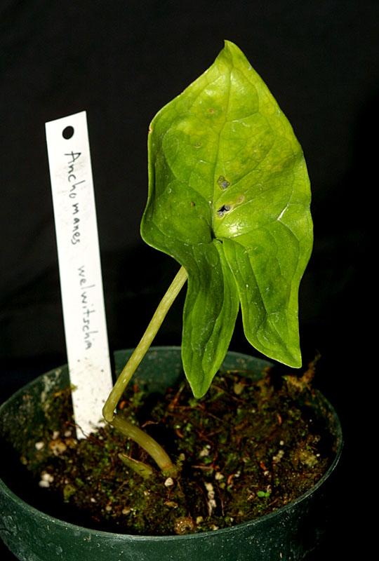 Anchomanes difformis var welwitschii