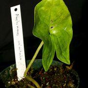 Anchomanes difformis var welwitschii