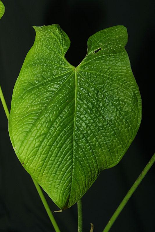 Anthurium corrugatum