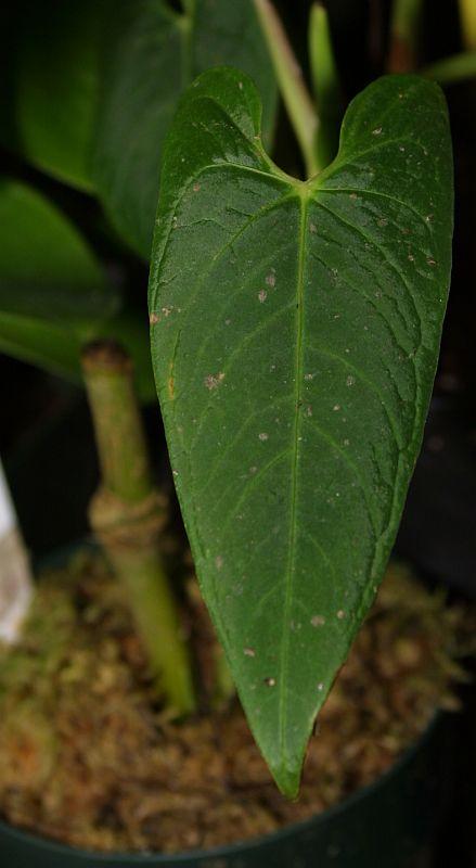 Anthurium nanum