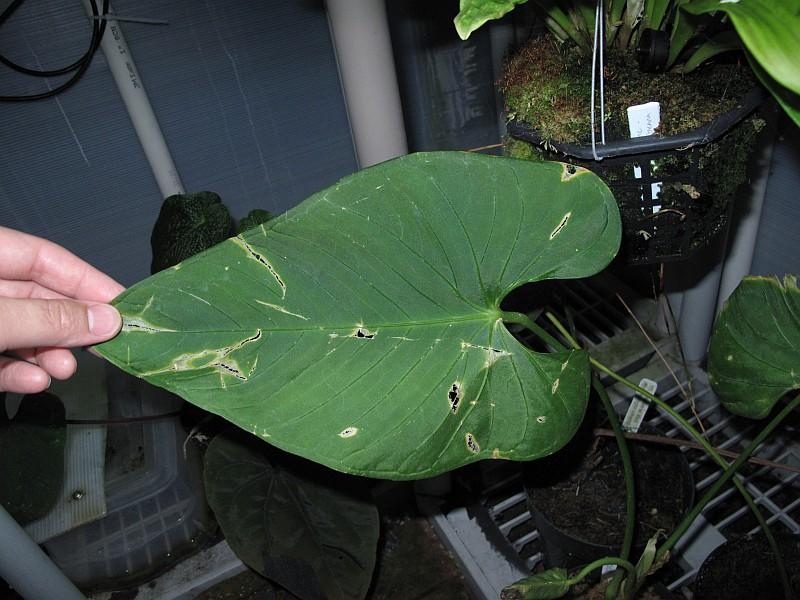 Anthurium versicolor