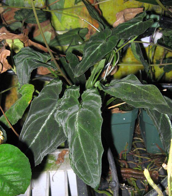 Syngonium wendlandii
