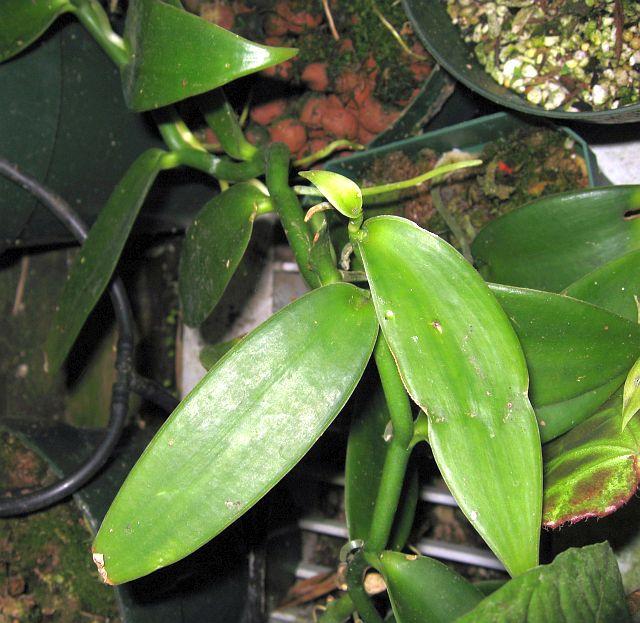 Vanilla planifolia