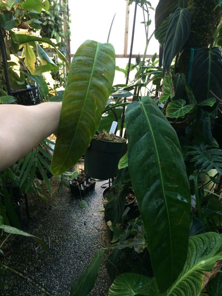 Philodendron patriciae