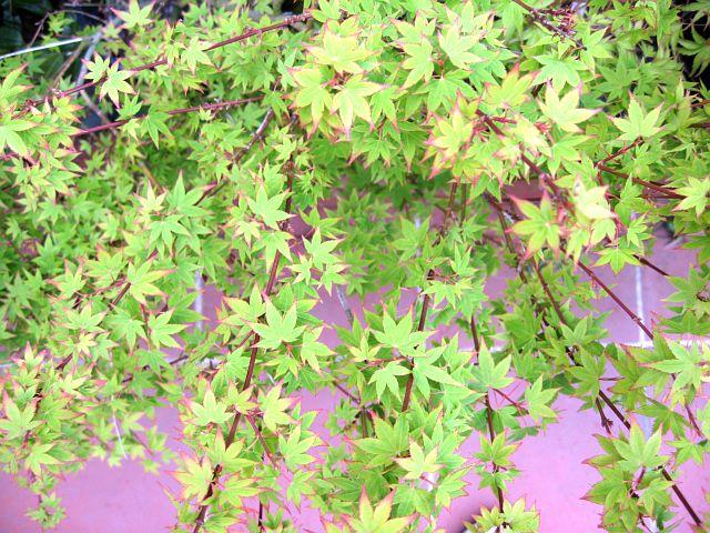 Acer palmatum Hanami Nishiki