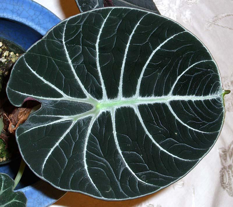 Alocasia reginula Black velvet