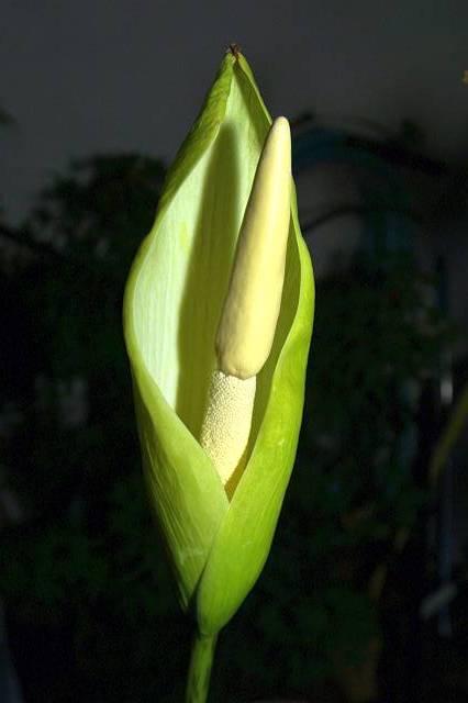 Amorphophallus krausei