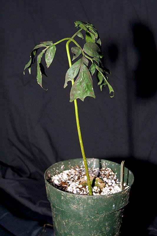 Anchomanes giganteum
